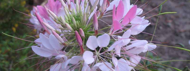 Wildlife Safaris in Congo