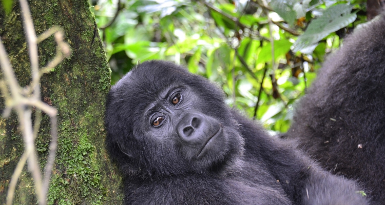 Congo Rwanda Safari Tours
