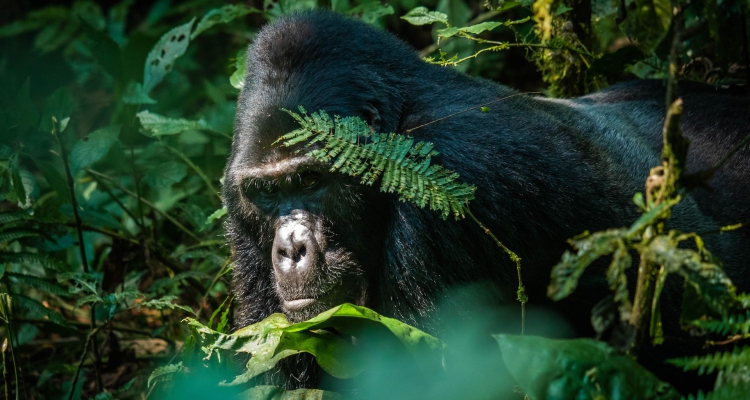 Congo Rwanda Uganda Safari Tours