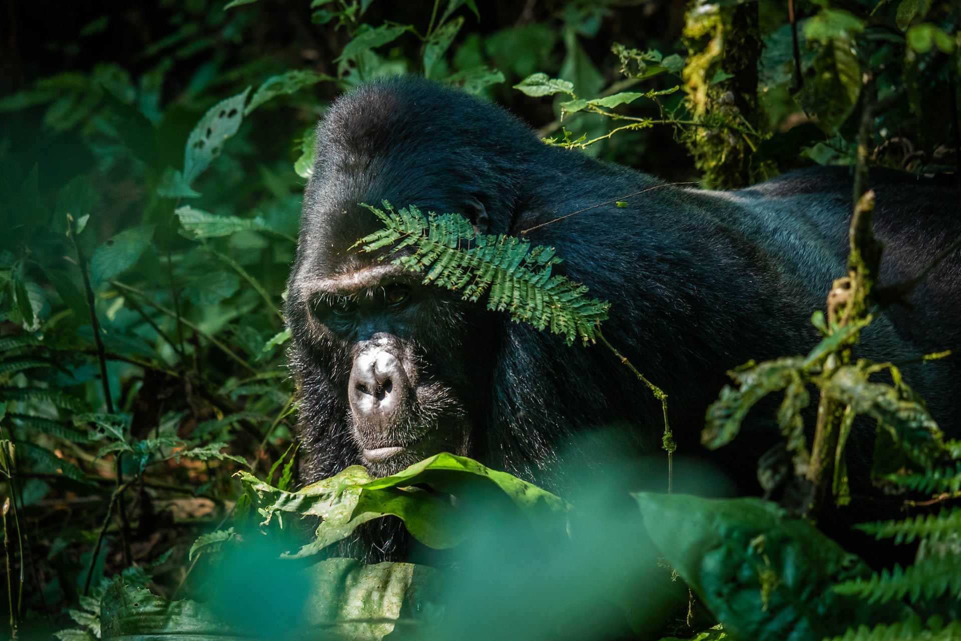 What To See in Rwanda