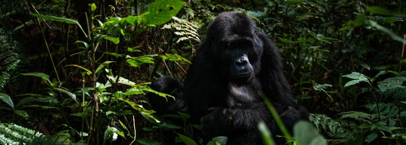 3 Days Gorilla Trekking Tour in DR Congo – Short Congo Gorilla Tour Safari Trip to Virunga National Park