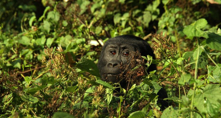Congo Safaris: Gorilla Trekking, Nyiragongo Volcano Hiking, and Vacation Tours