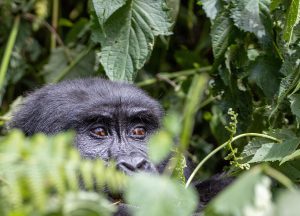 Uganda Safaris, Uganda Gorilla Tours & Gorilla Trekking Uganda Safari Tours
