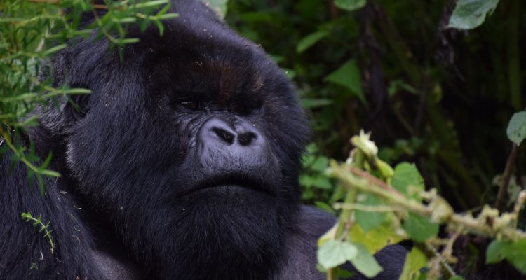 Congo Gorilla Safaris, Congo Gorilla Tours, Congo Gorilla Trekking in Virunga National Park and Kahuzi Biega National Park