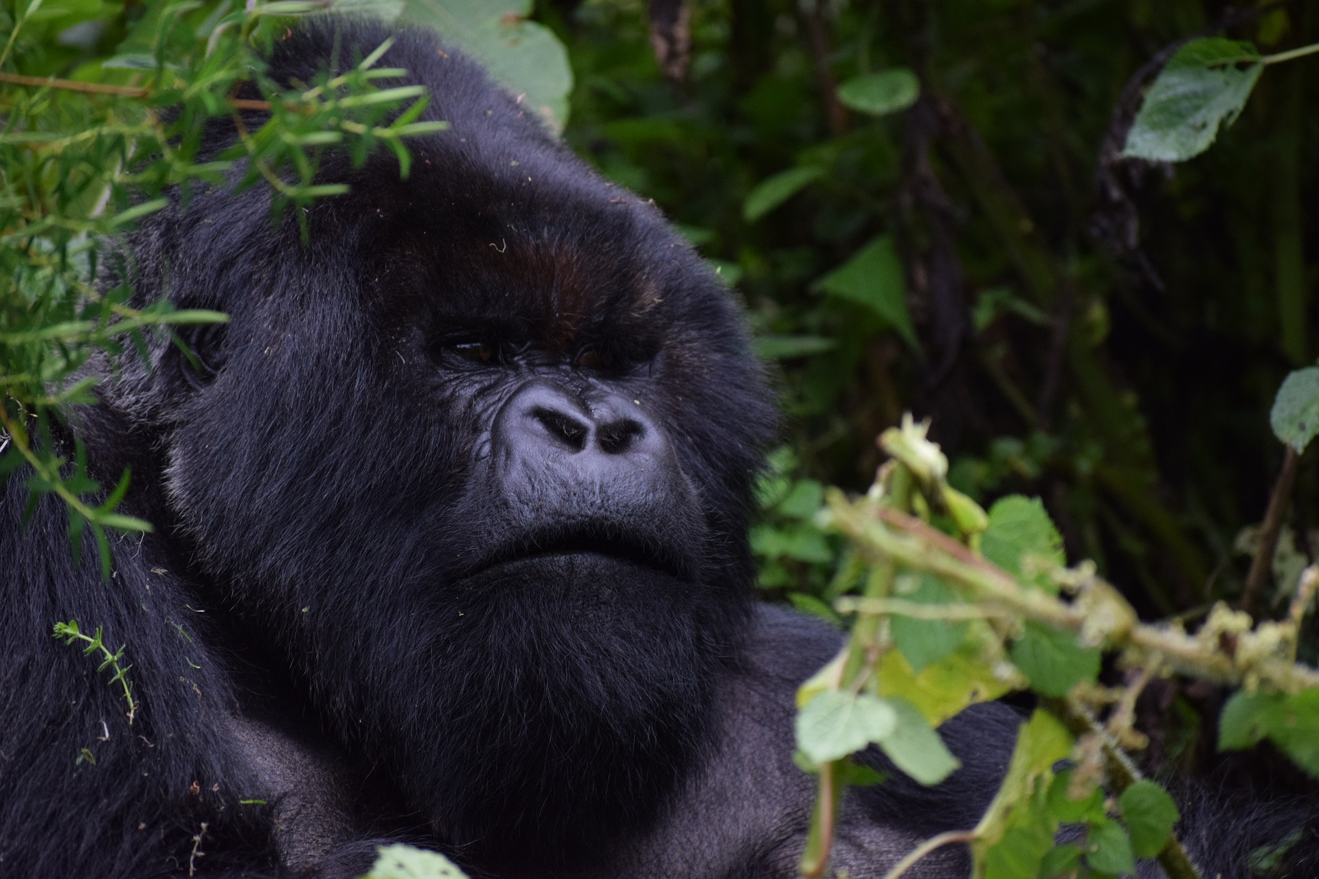 gorilla trekking in Congo
