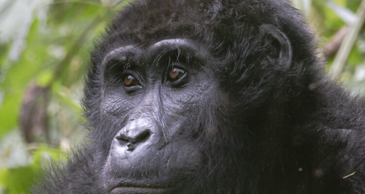 Rwanda Wildlife Safari
