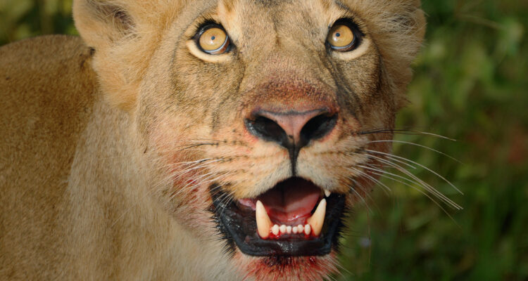 Rwanda Wildlife Safari