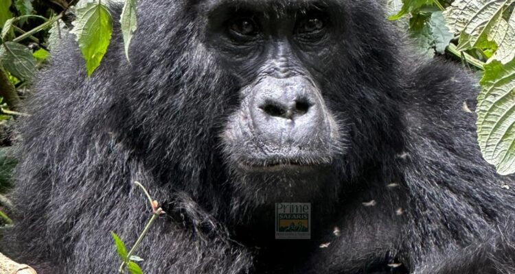 Gorilla Trekking Safaris Uganda