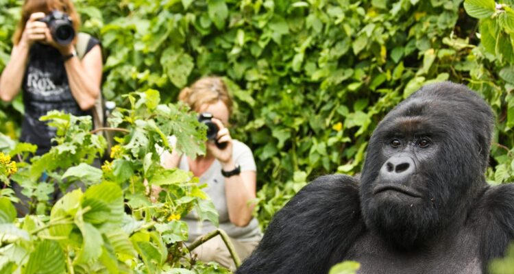gorilla trekking rwanda