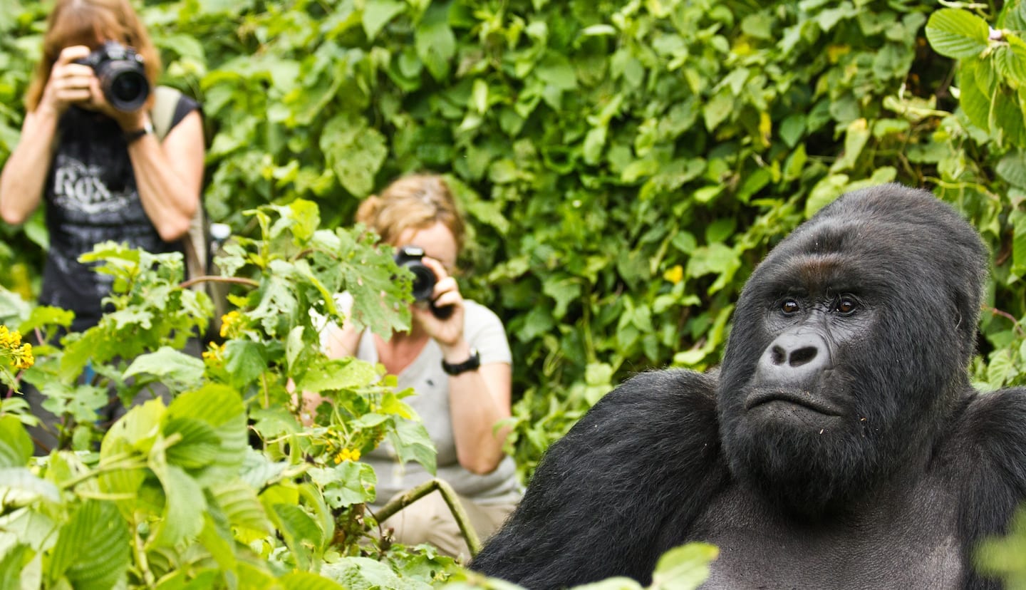 gorilla trekking rwanda