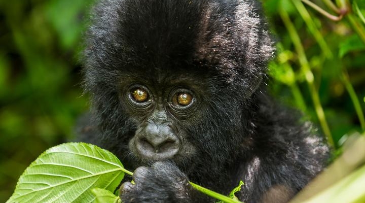 mountain Gorilla in Bwindi