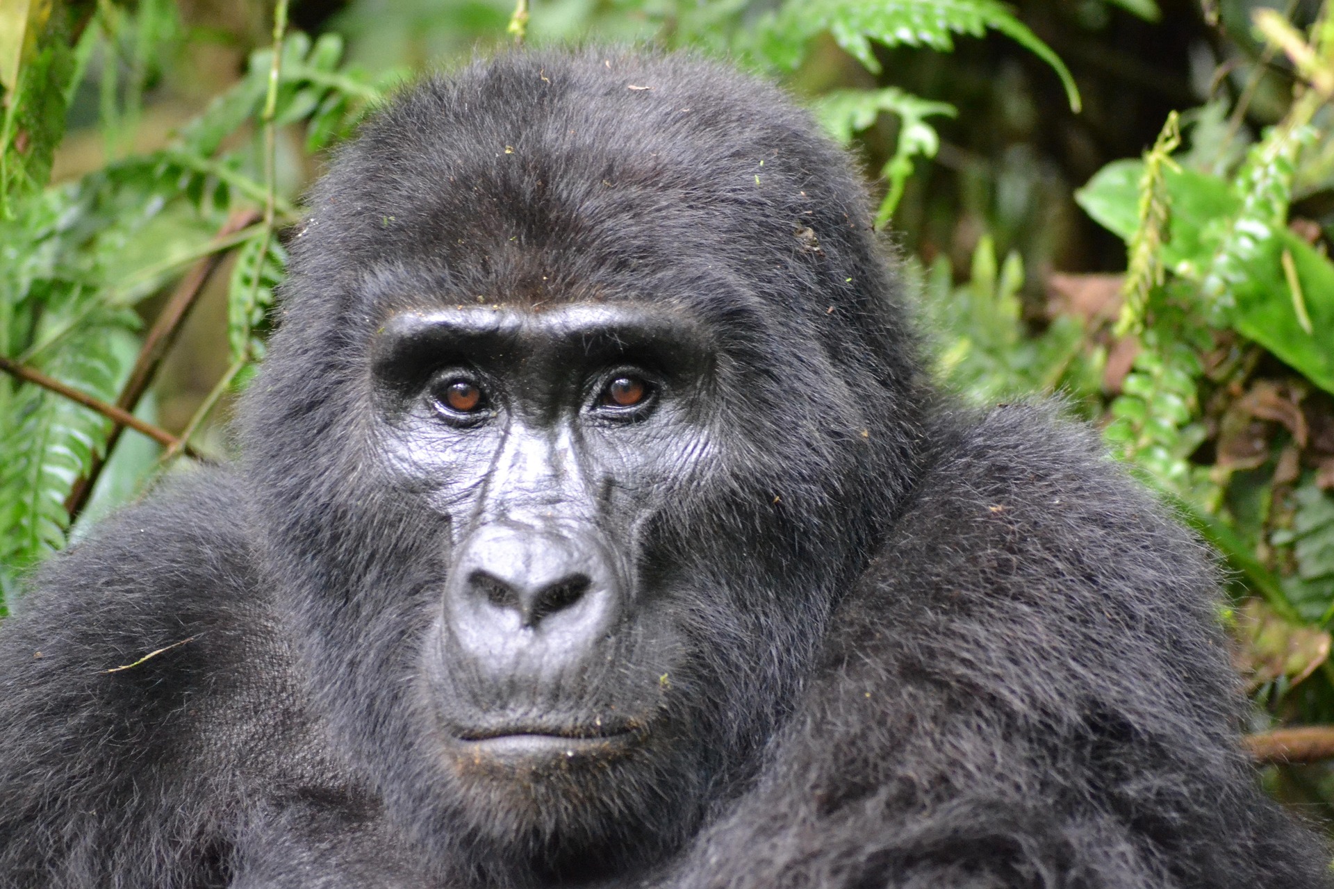 congo mountain gorilla