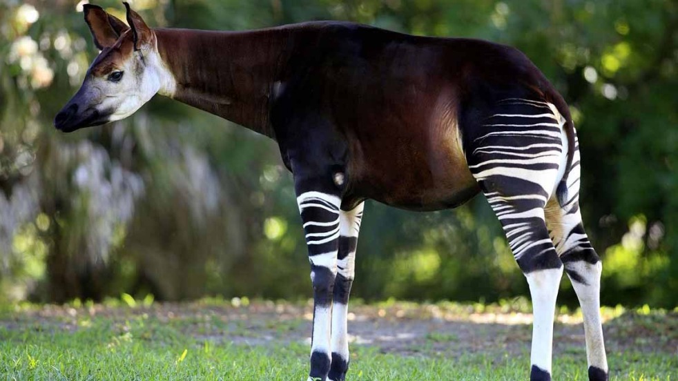 Congo okapi