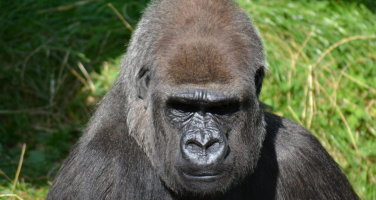 Kahuzi Biega National Park Gorillas