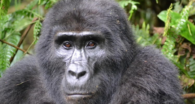 Mountain Gorilla in Bwindi