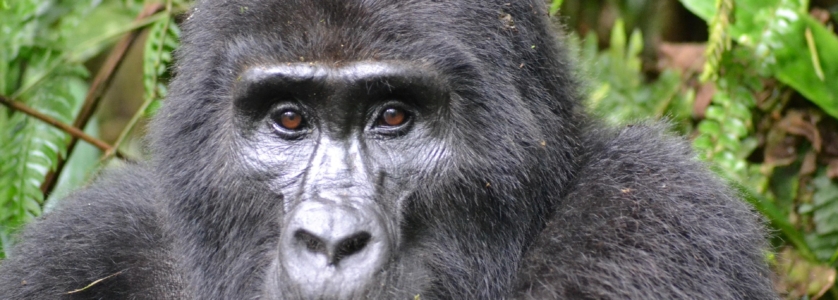 Mountain Gorilla in Bwindi