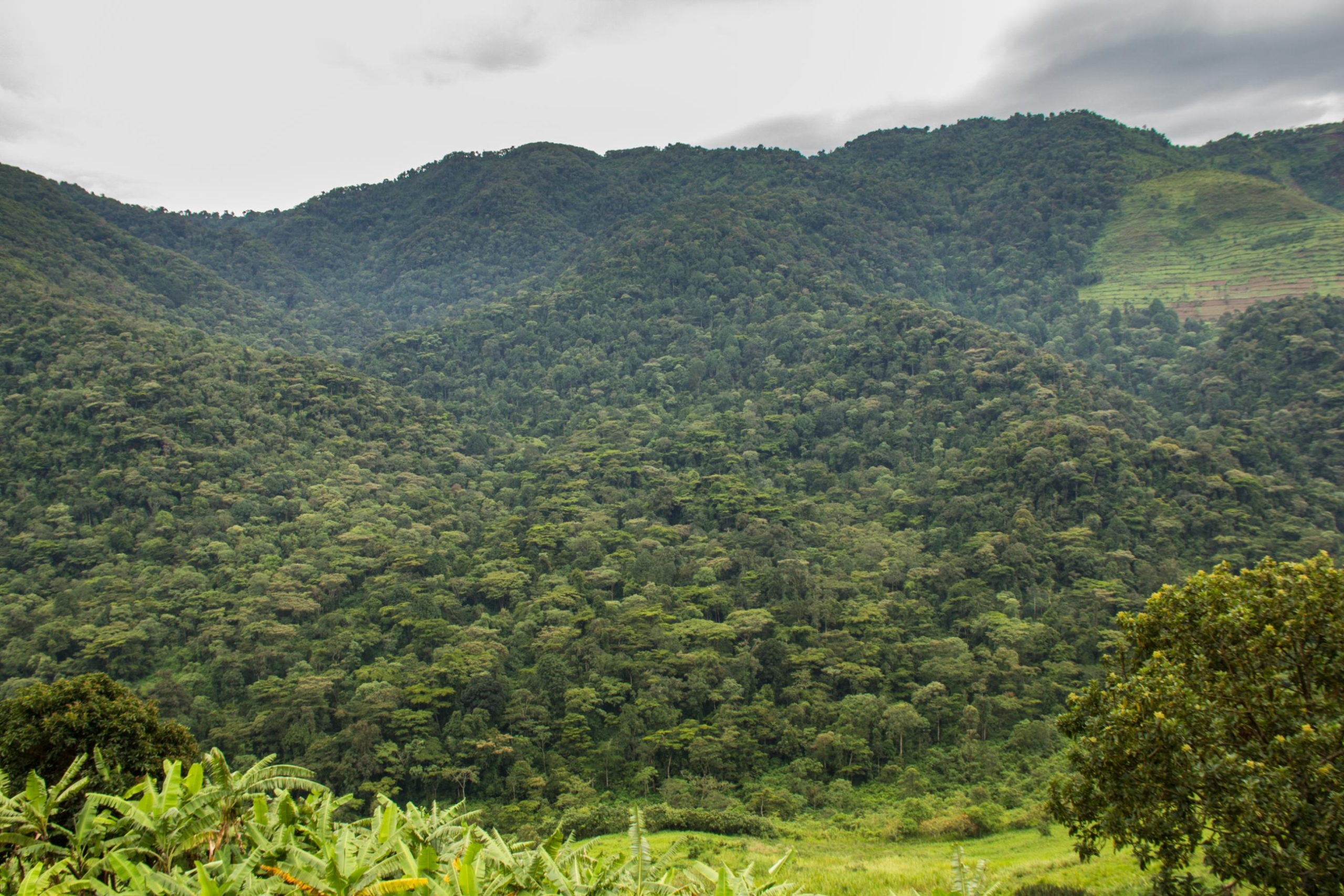Gorilla Trekking from Kigali